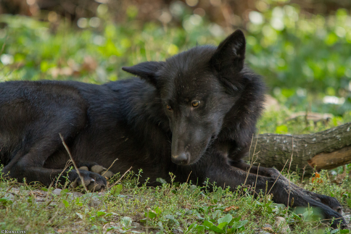 Pup5m14GelsenkirchenKati_Deva-16