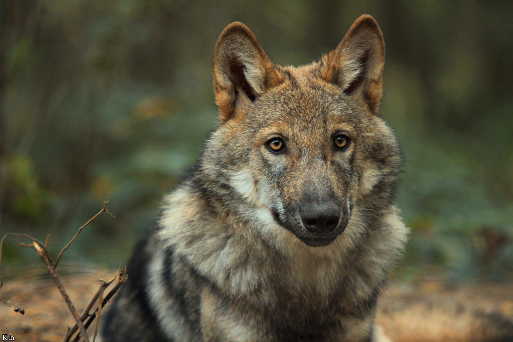 Pup5m12AuheimKati_Hagen-27