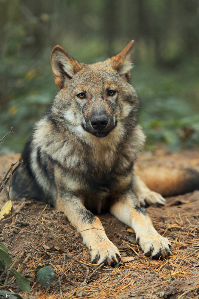 Pup5m12AuheimKati_Hagen-28