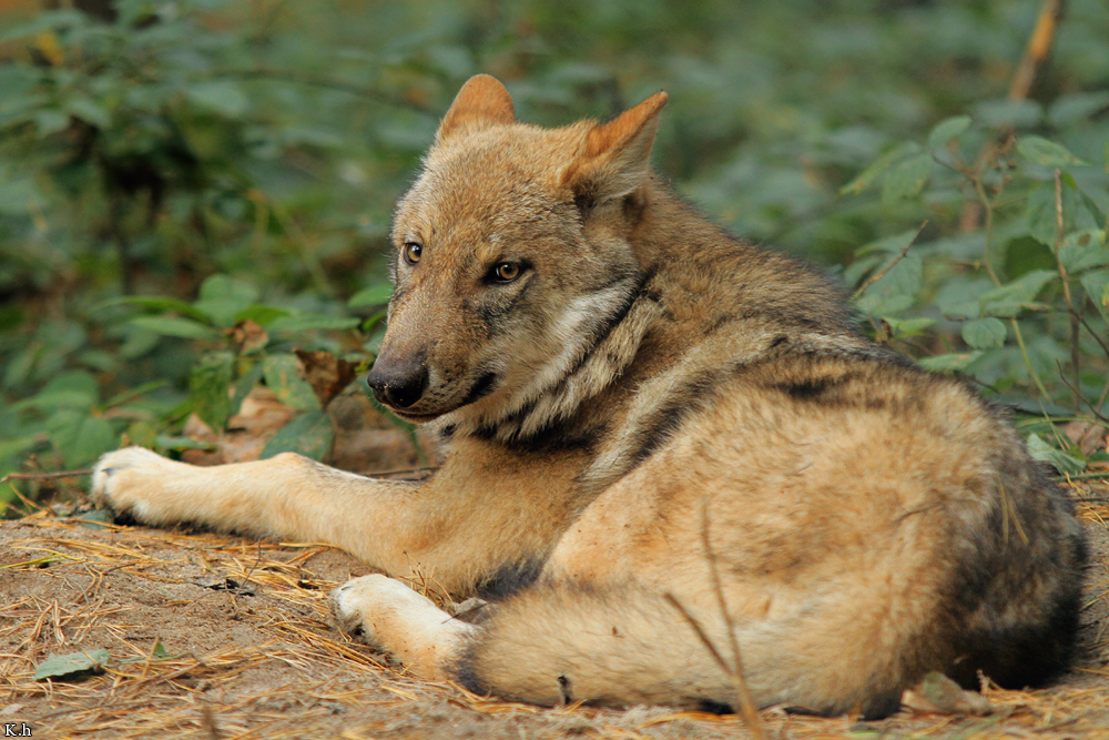 Pup5m12AuheimKati_Siegi-02