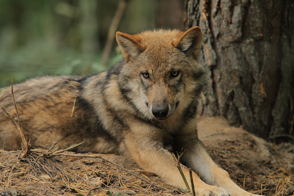 Pup5m12AuheimKati_Siegi-04