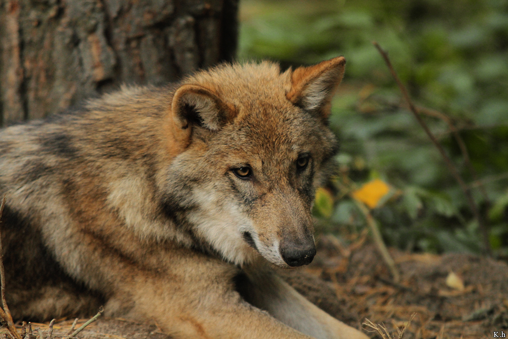 Pup5m12AuheimKati_Siegi-05