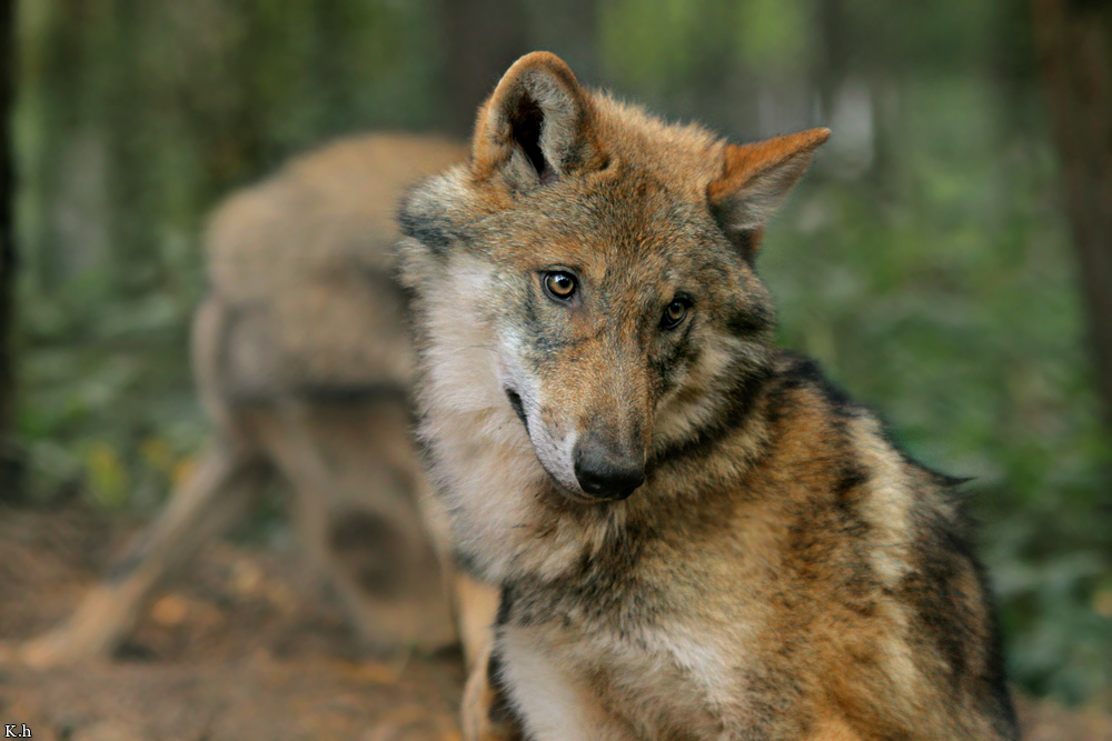 Pup5m12AuheimKati_Siegi-13