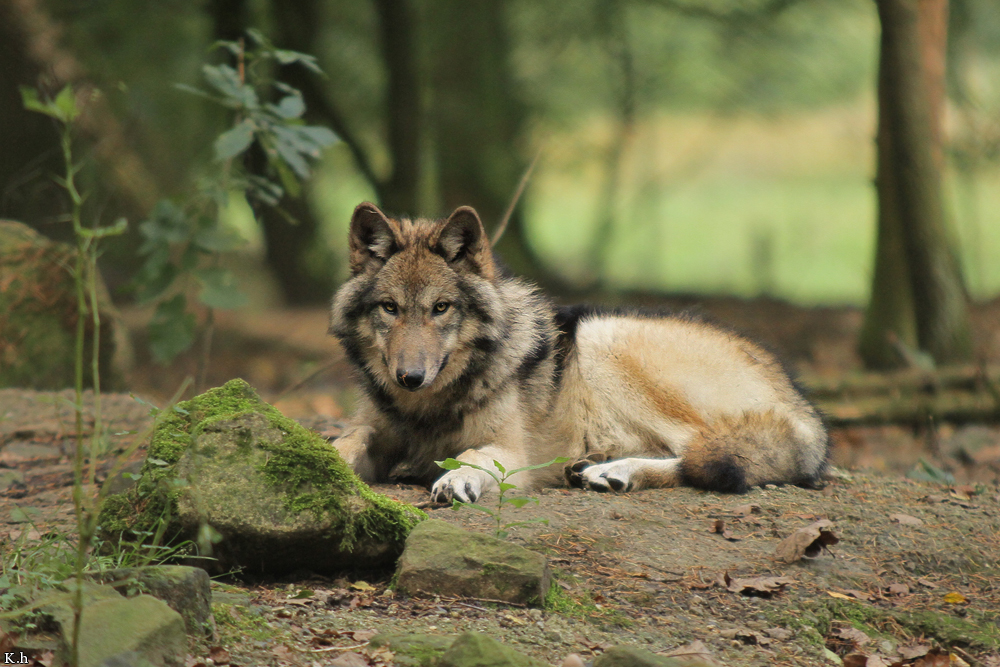 Pup5m12EderseeKati_Kiley-02