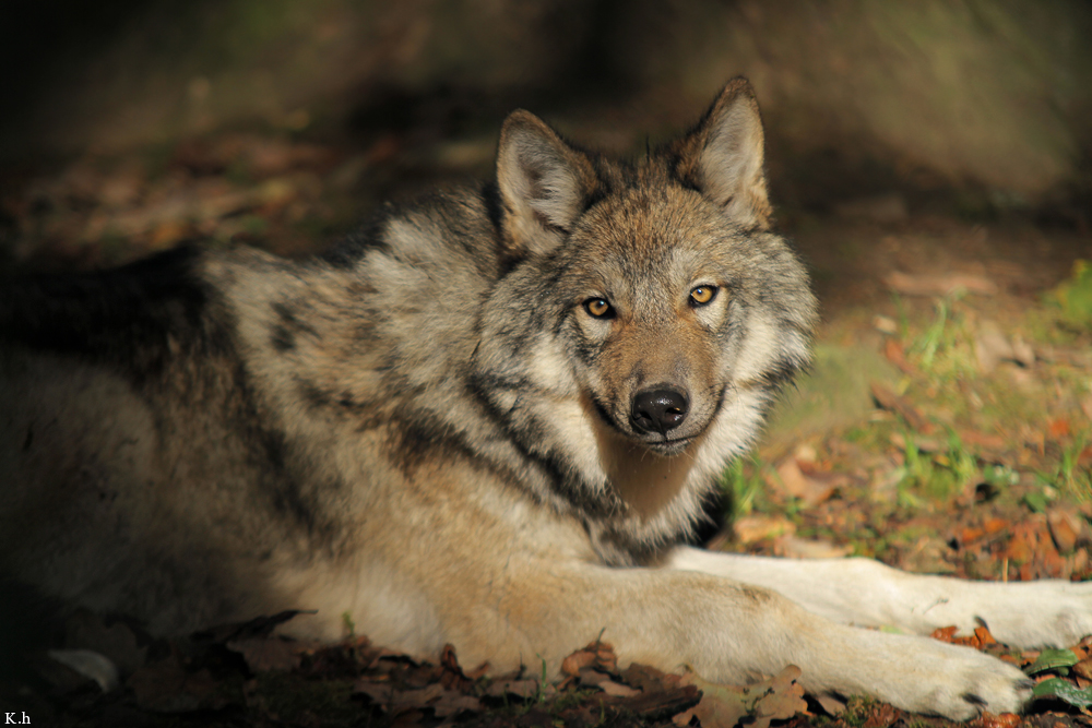 Pup5m12EderseeKati_Kiley-15