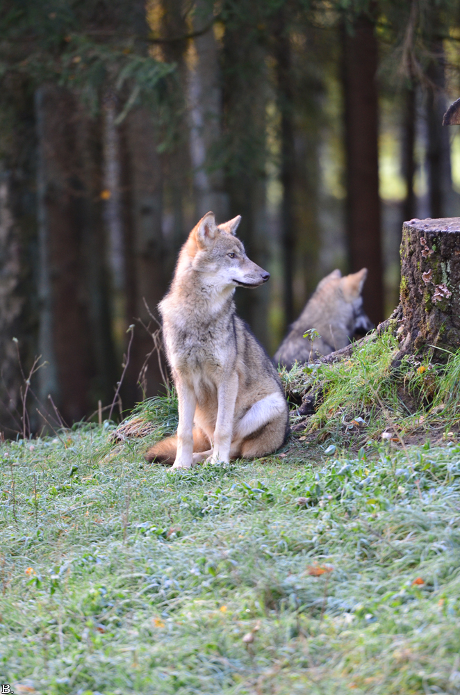 Pup5m12EekholtBineG_janosch-06