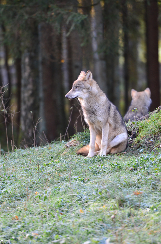 Pup5m12EekholtBineG_janosch-08