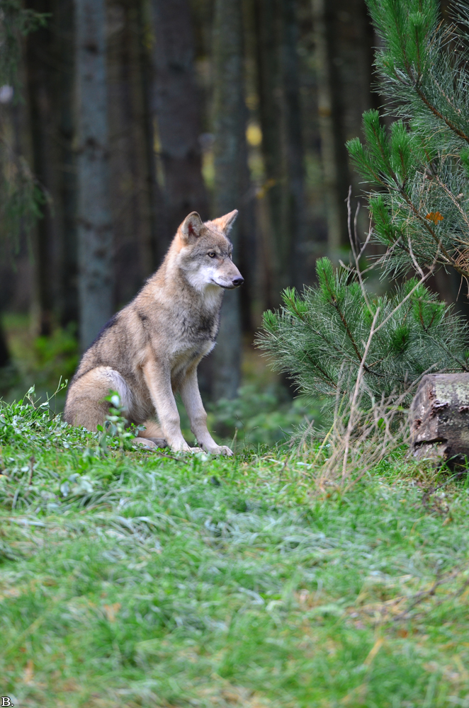Pup5m12EekholtBineG_janosch-19