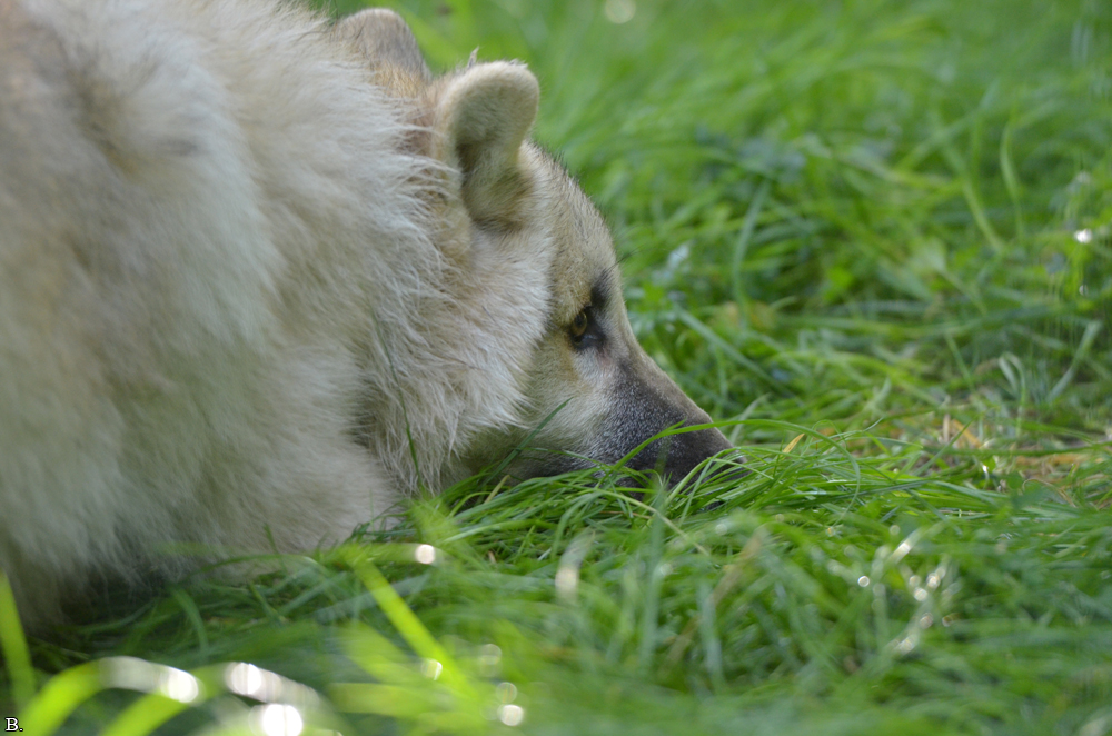 Pup5m12SpringeBineG_pup-16