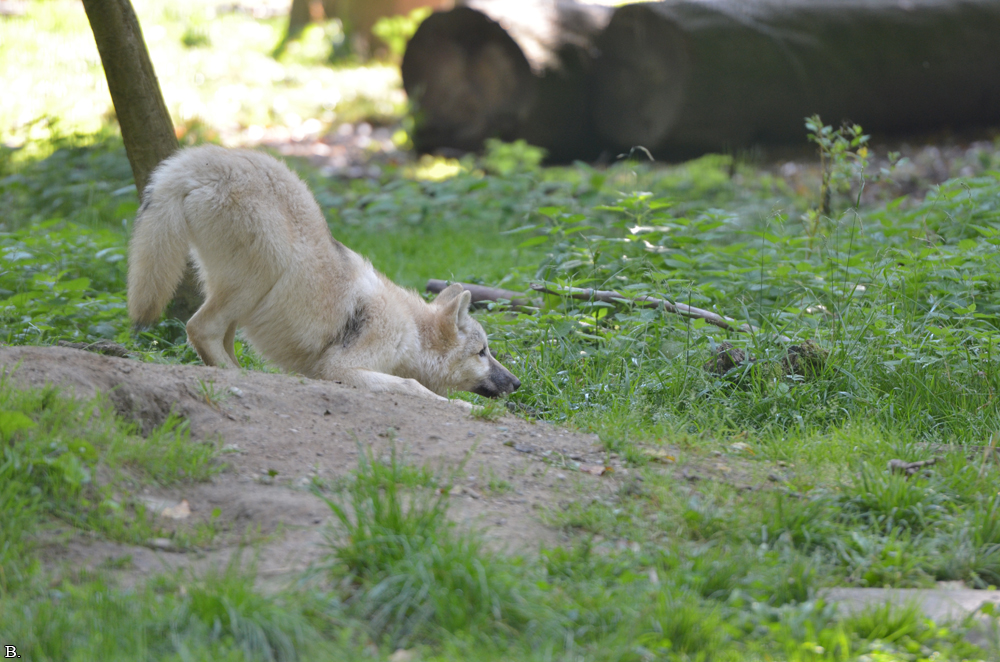 Pup5m12SpringeBineG_pup-21