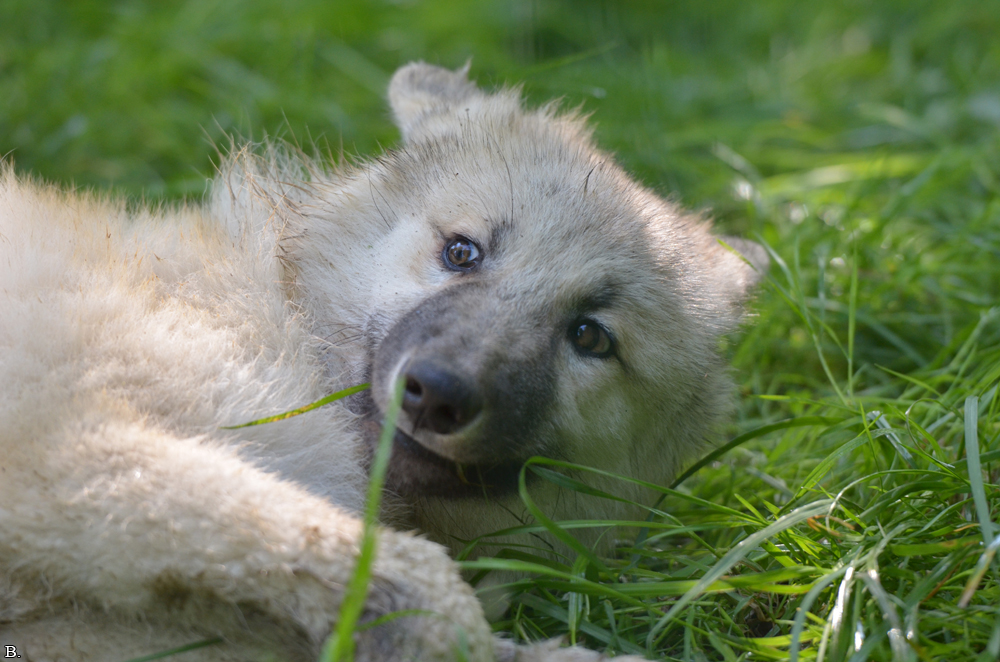 Pup5m12SpringeBineG_pup-30