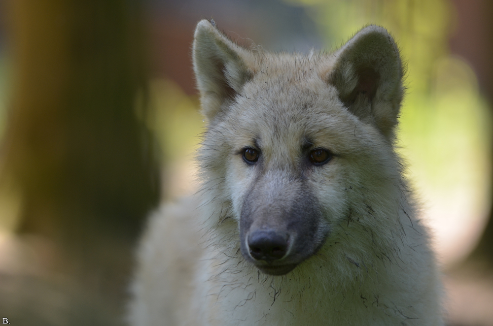 Pup5m12SpringeBineG_pup-47