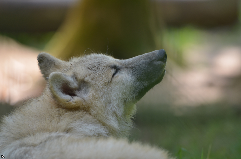 Pup5m12SpringeBineG_pup-49