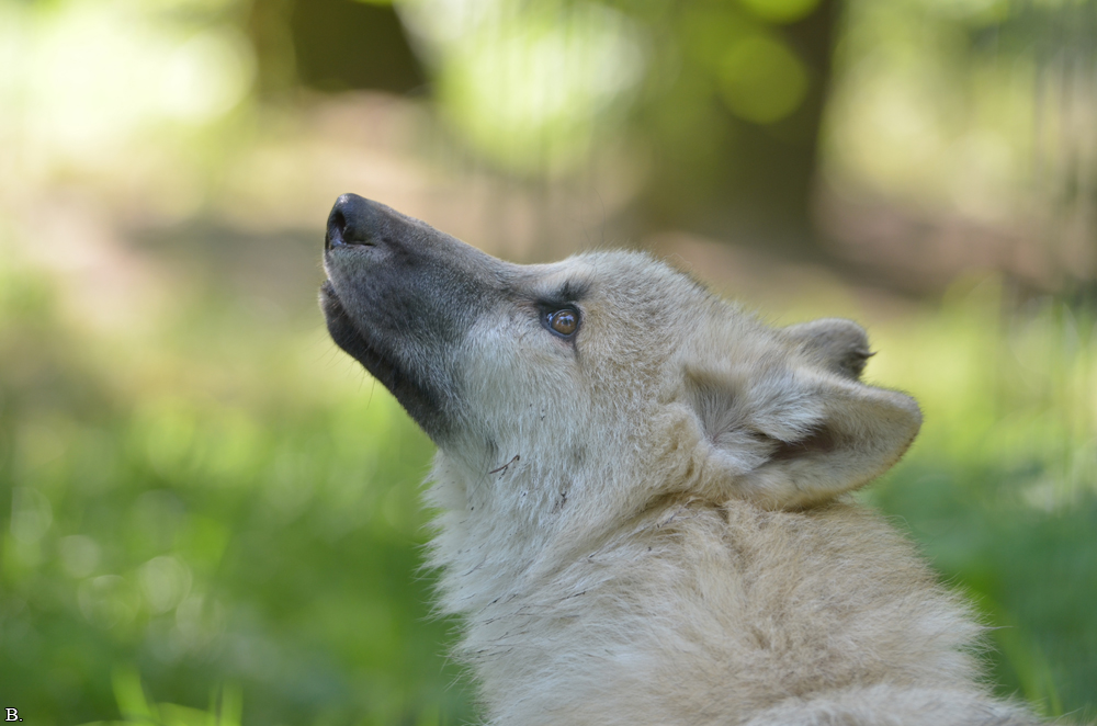 Pup5m12SpringeBineG_pup-54