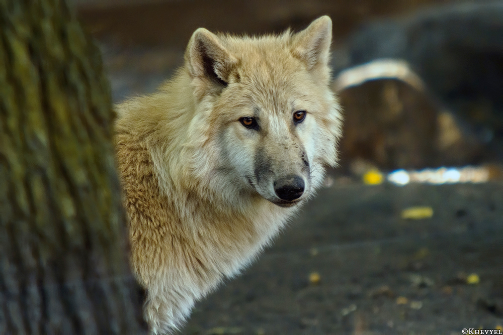 Pup5m13DuisburgKati_02
