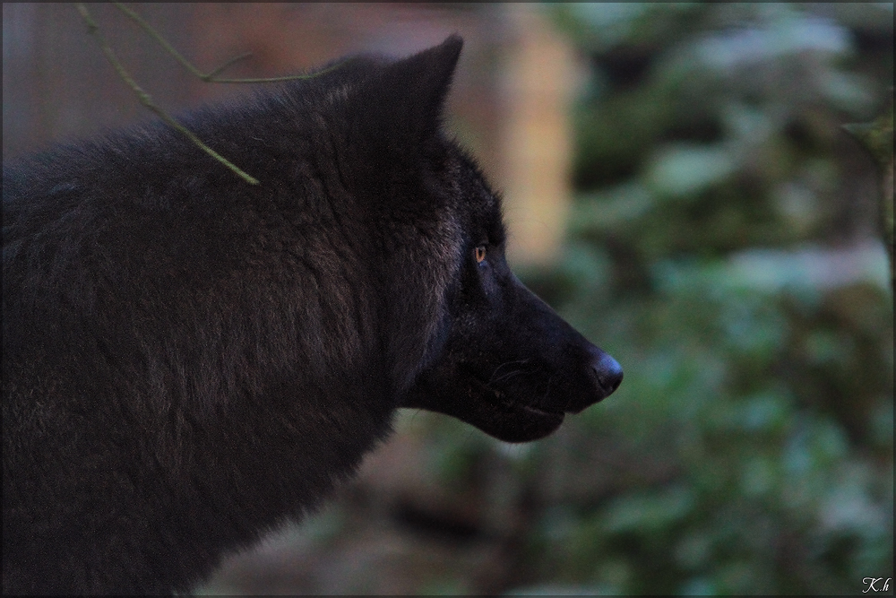 Pup6m10SaerbeckKati_Bo-02