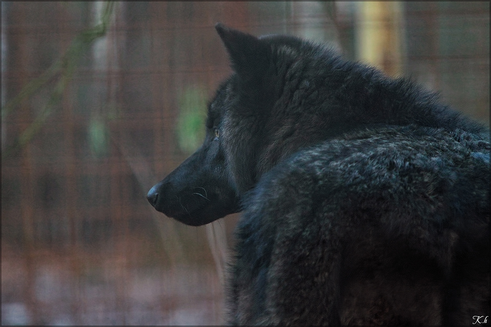Pup6m10SaerbeckKati_Bo-03