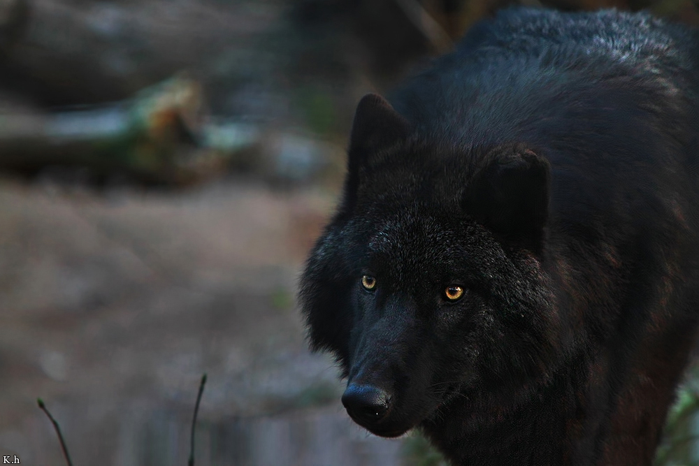 Pup6m10SaerbeckKati_Bo-05