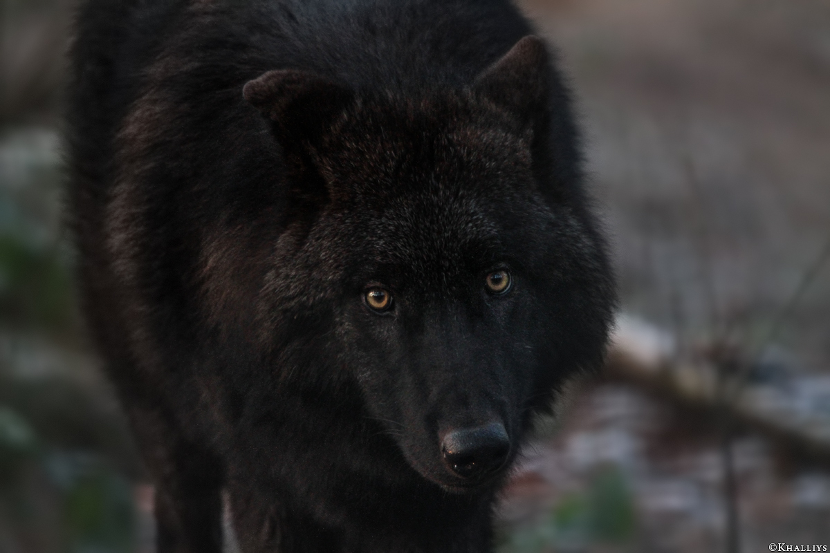 Pup6m10SaerbeckKati_Bo-06