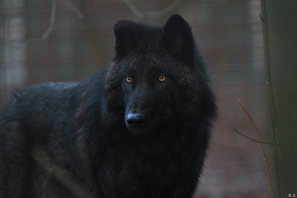 Pup6m10SaerbeckKati_Bo-07