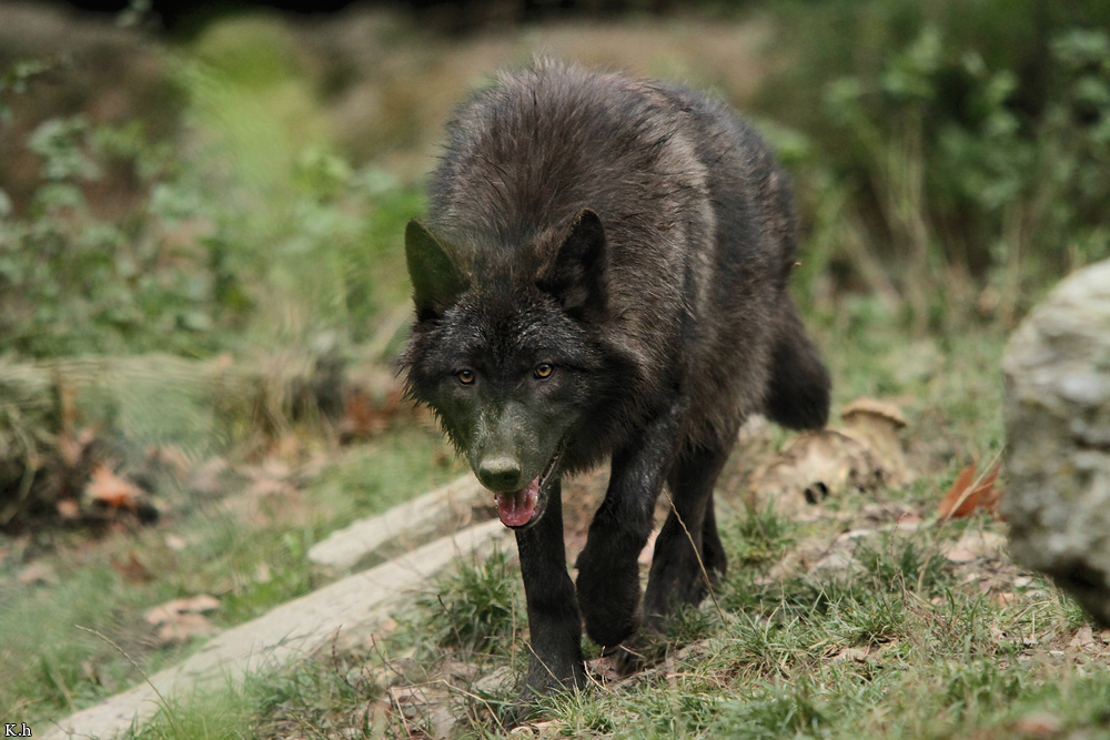 Pup6m11MergentheimKati_blir-02