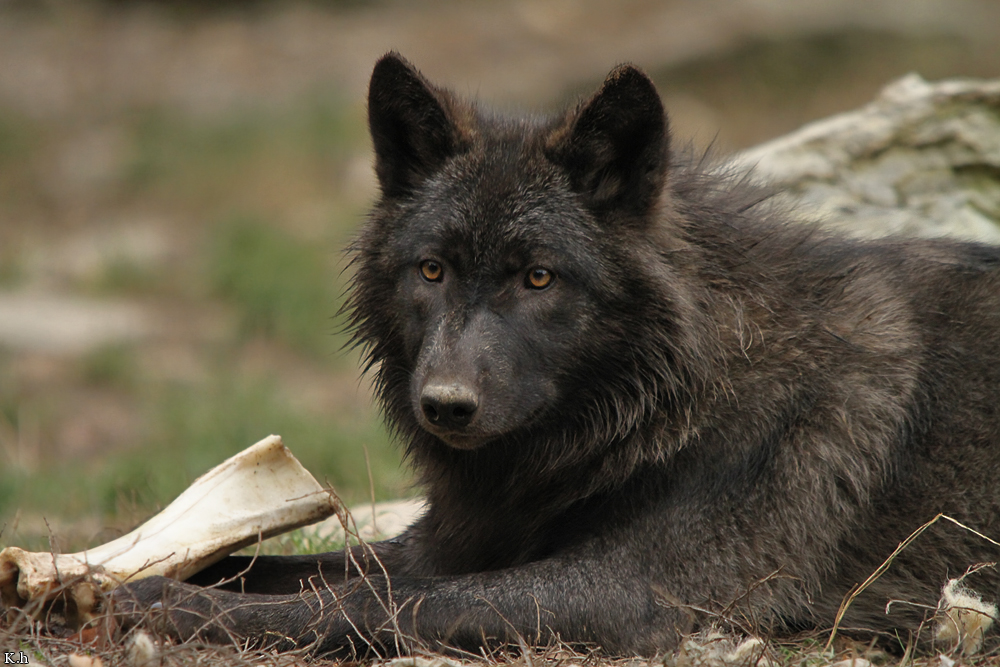 Pup6m11MergentheimKati_blir-03
