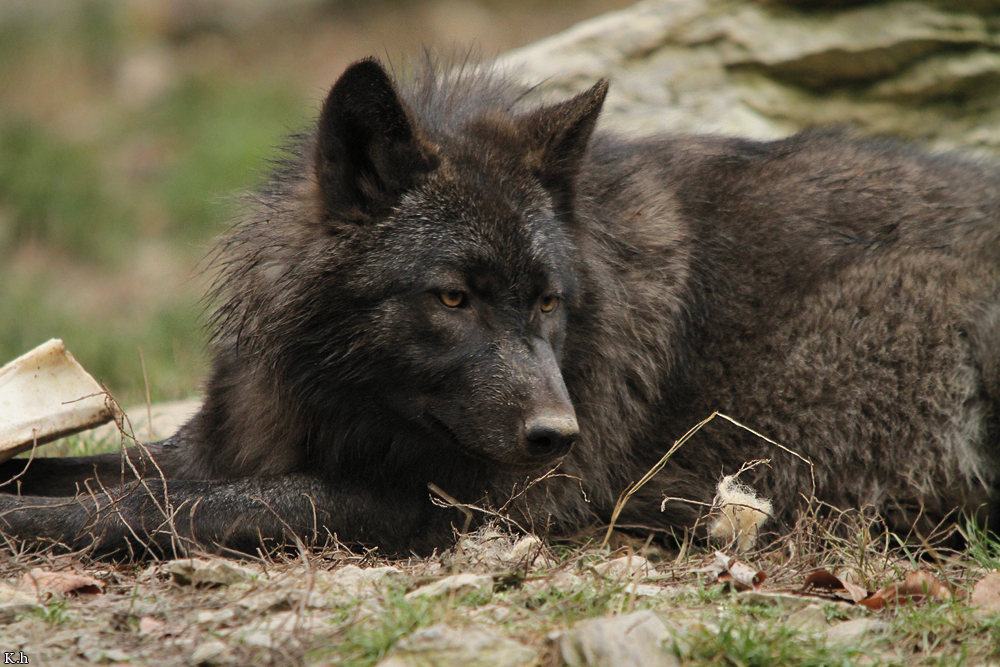 Pup6m11MergentheimKati_blir-04