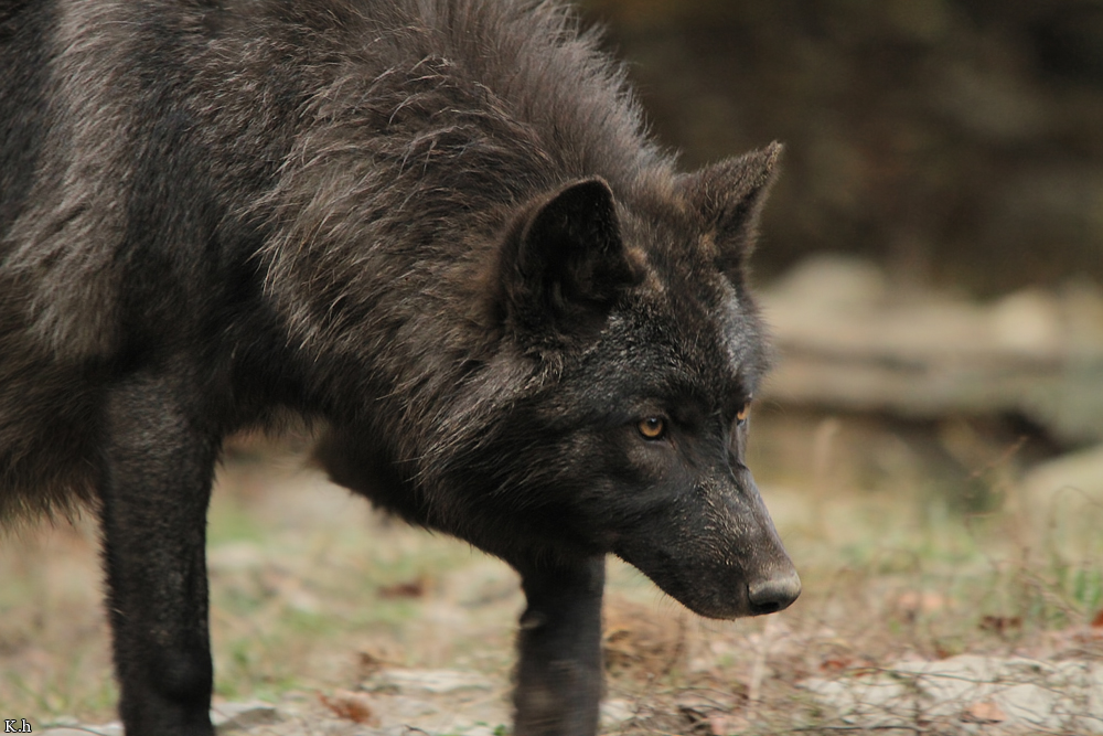 Pup6m11MergentheimKati_blir-05