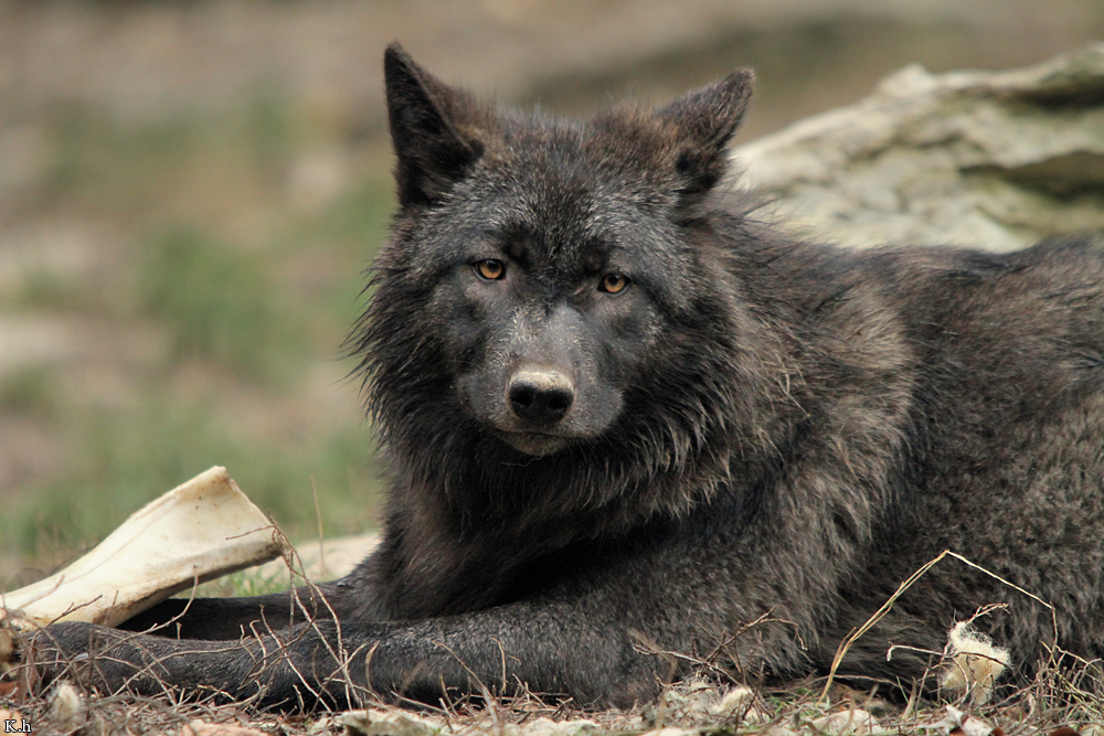 Pup6m11MergentheimKati_blir-08