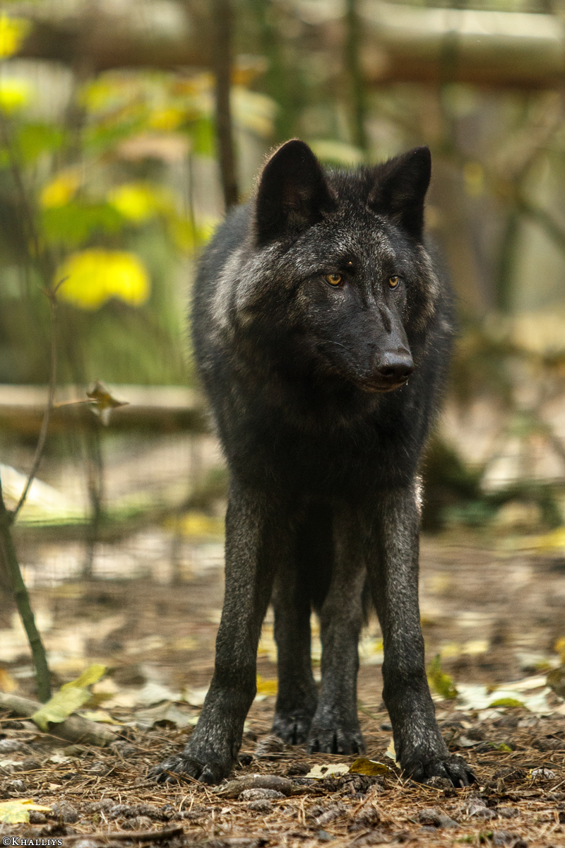 Pup6m15SaerbeckKati_Kira-03