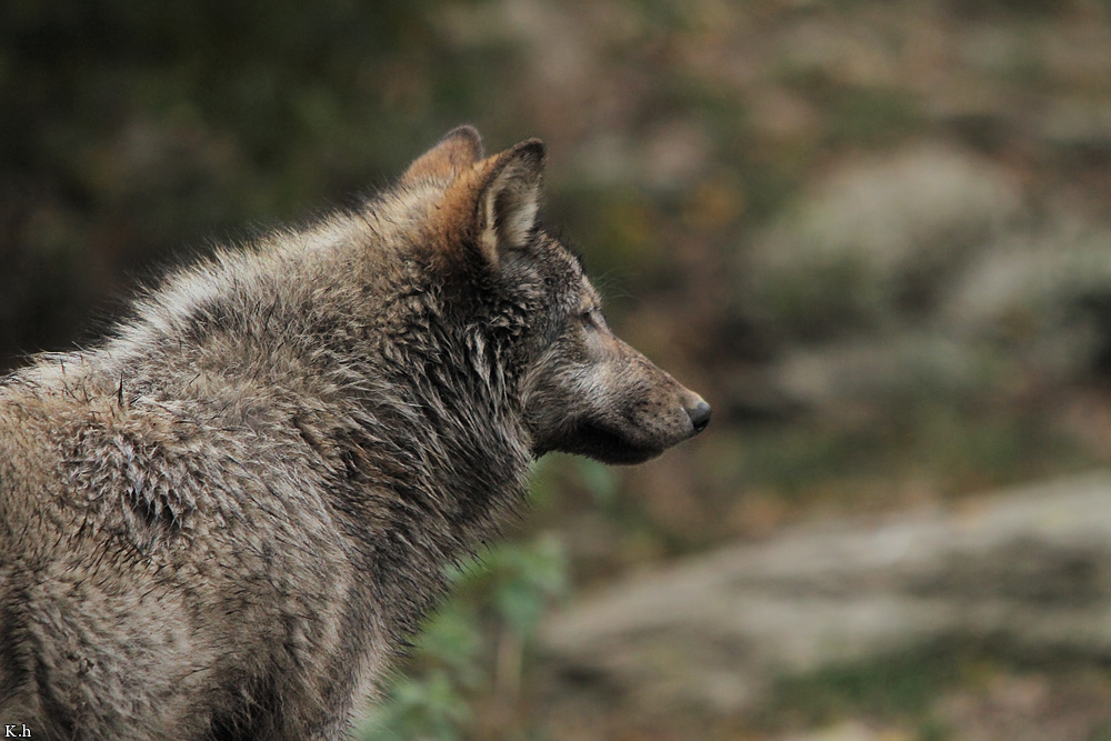 Pup6m11MergentheimKati_grey-05