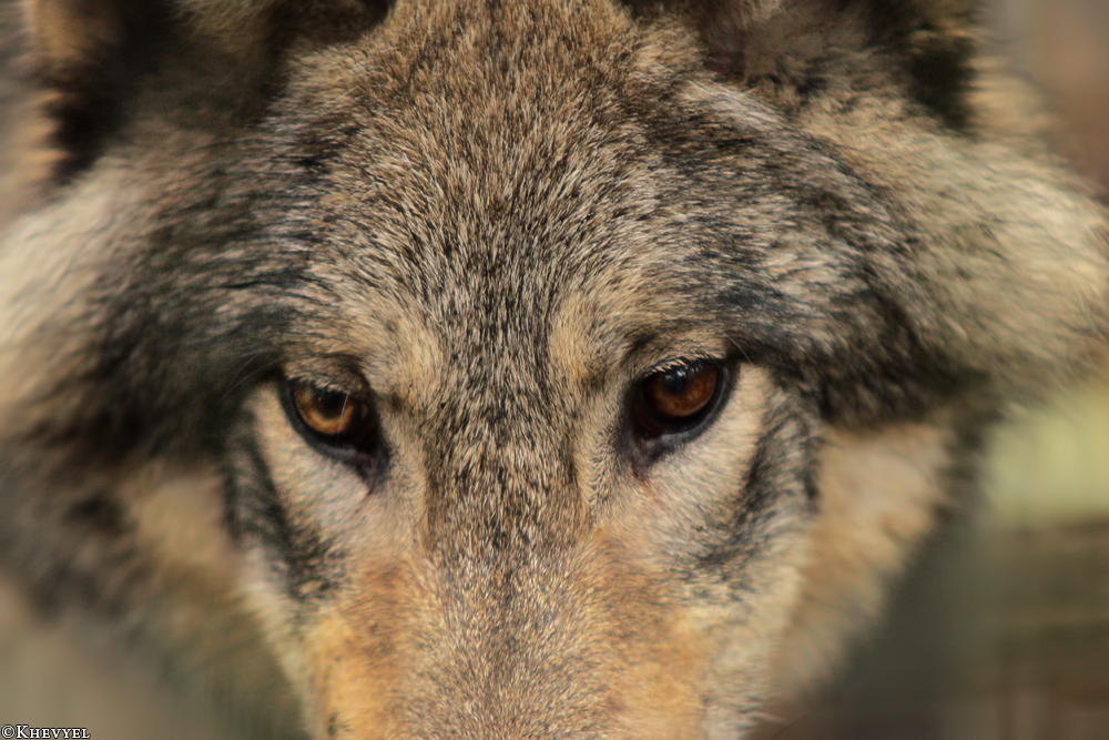 Pup6m13SaerbeckKati_Inka-01