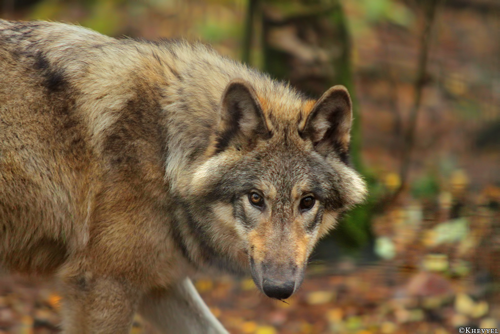 Pup6m13SaerbeckKati_Inka-04