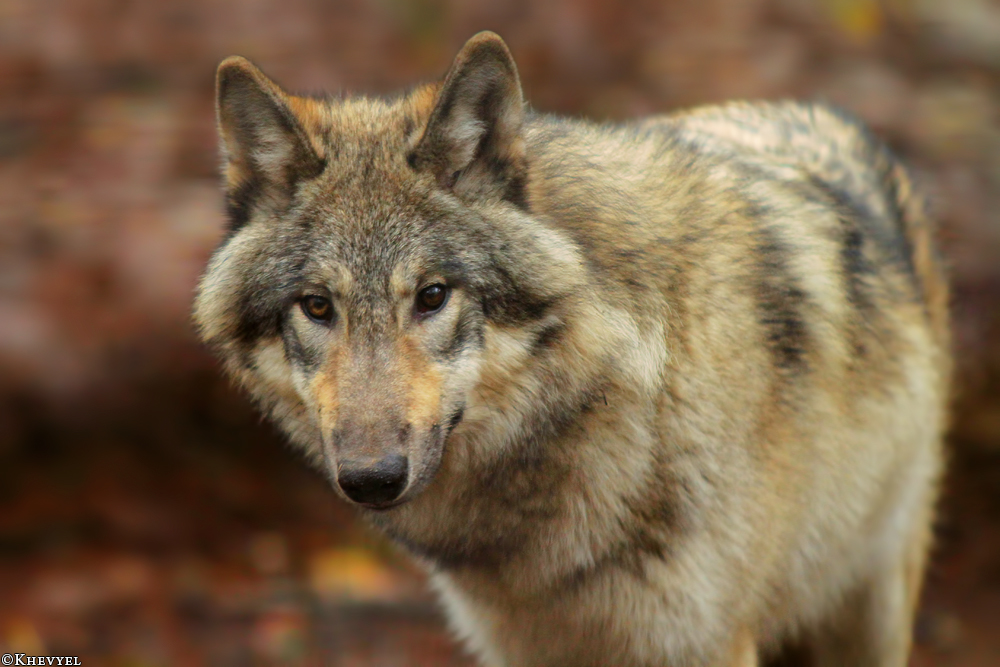 Pup6m13SaerbeckKati_Inka-06