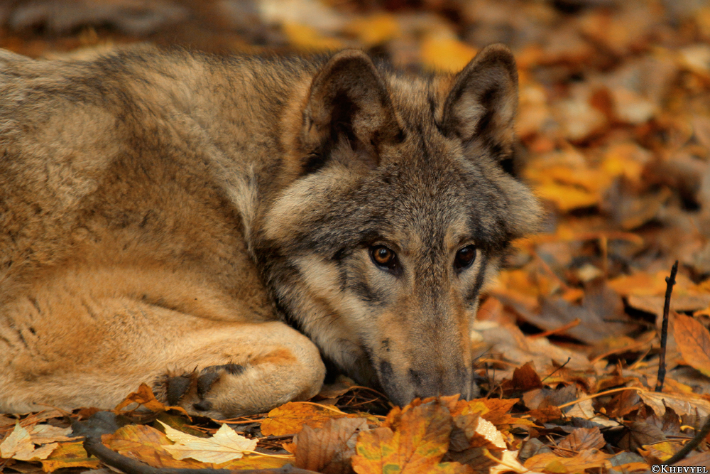 Pup6m13SaerbeckKati_Inka-18