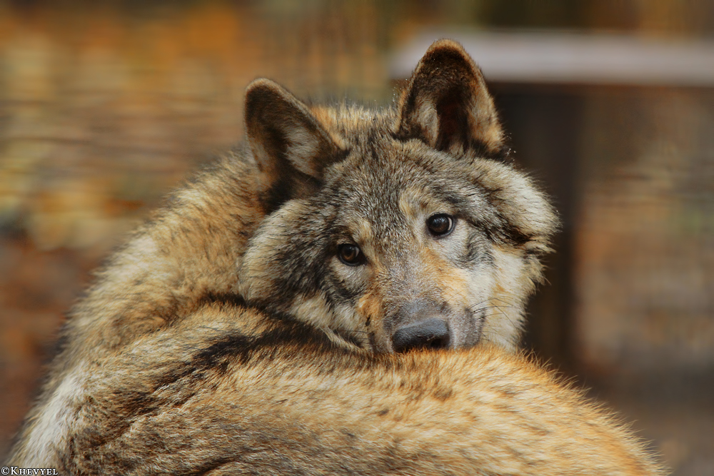 Pup6m13SaerbeckKati_Inka-27