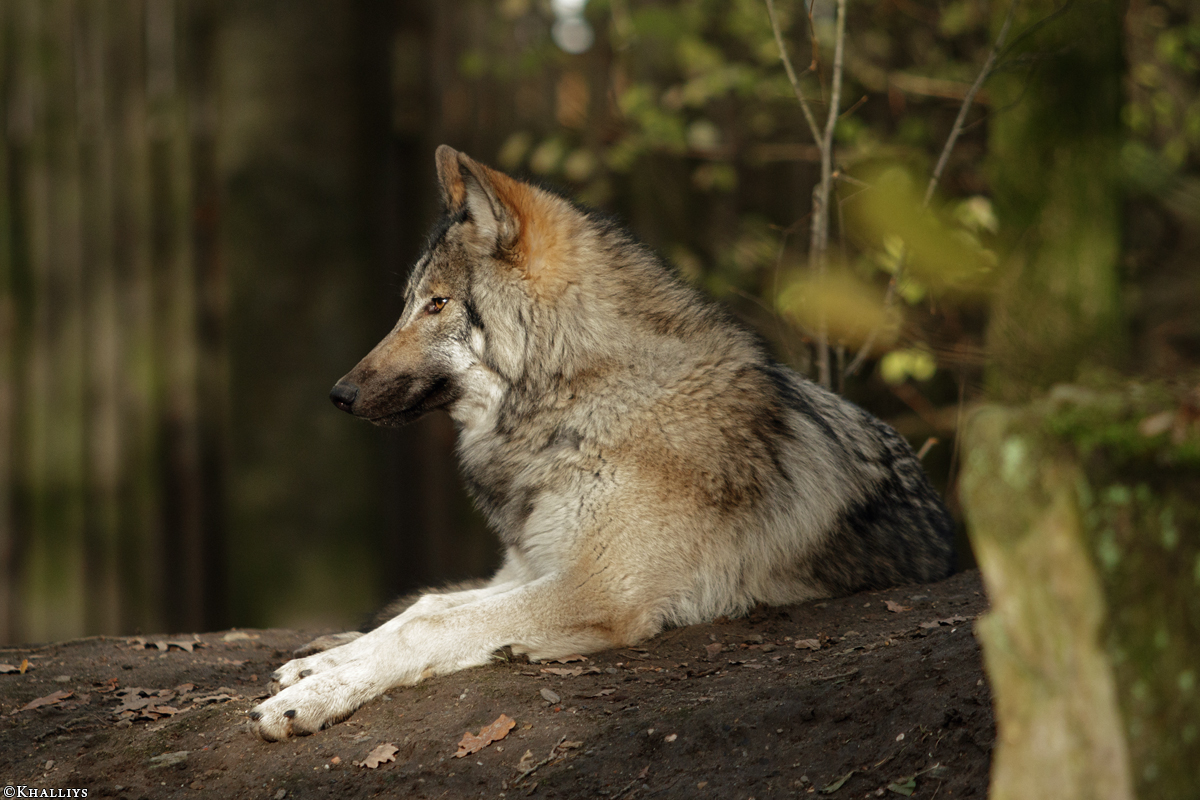 Pup6m15MuensterKati_Aragorn-80