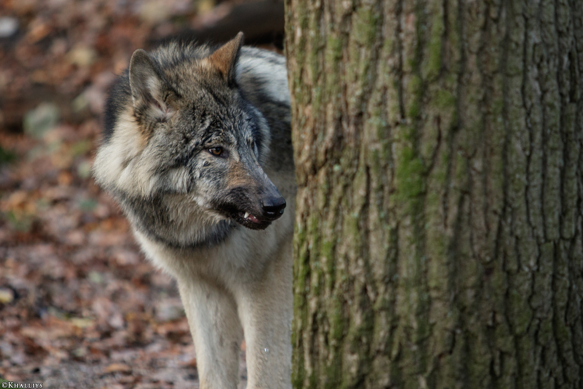 Pup6m15MuensterKati_Aragorn-85