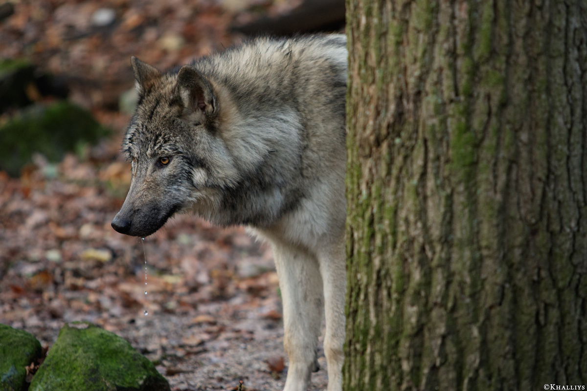 Pup6m15MuensterKati_Aragorn-87