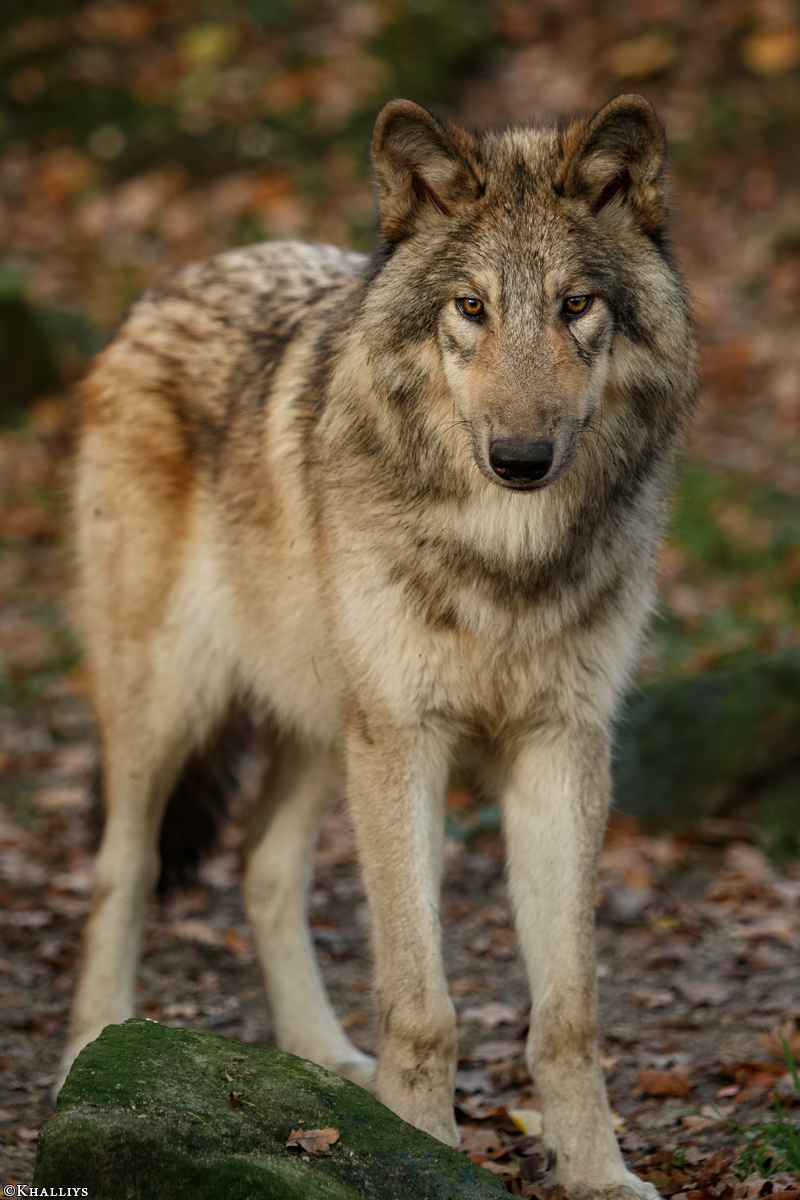 Pup6m15MuensterKati_Boromir-03