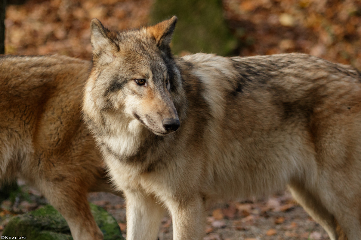 Pup6m15MuensterKati_Boromir-08