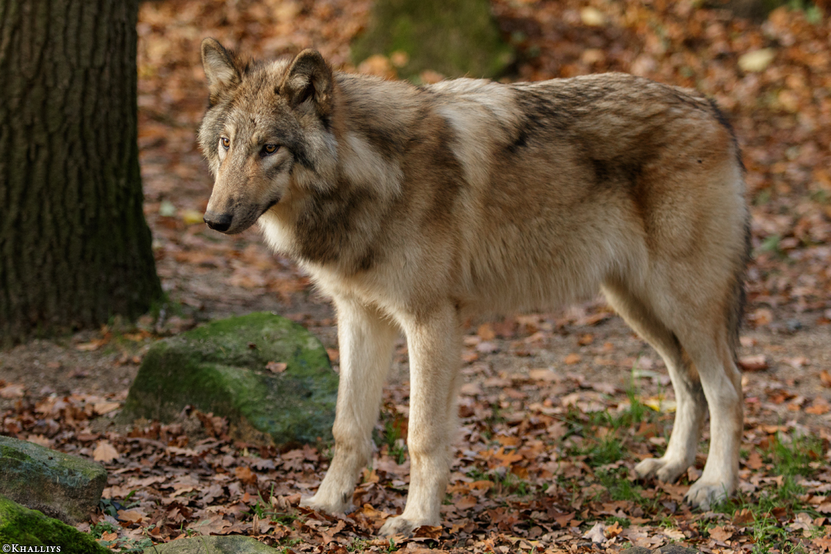Pup6m15MuensterKati_Boromir-10