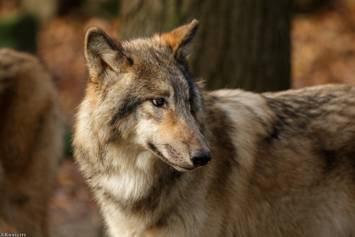 Pup6m15MuensterKati_Boromir-11