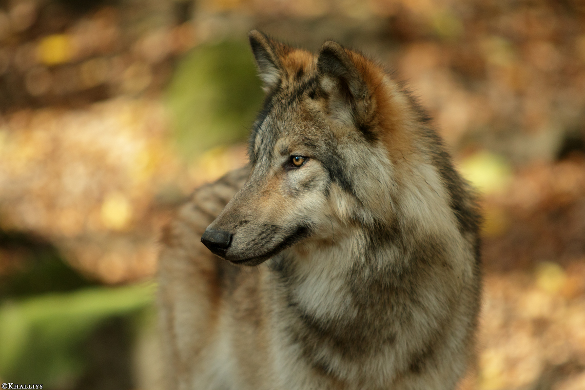Pup6m15MuensterKati_Boromir-23