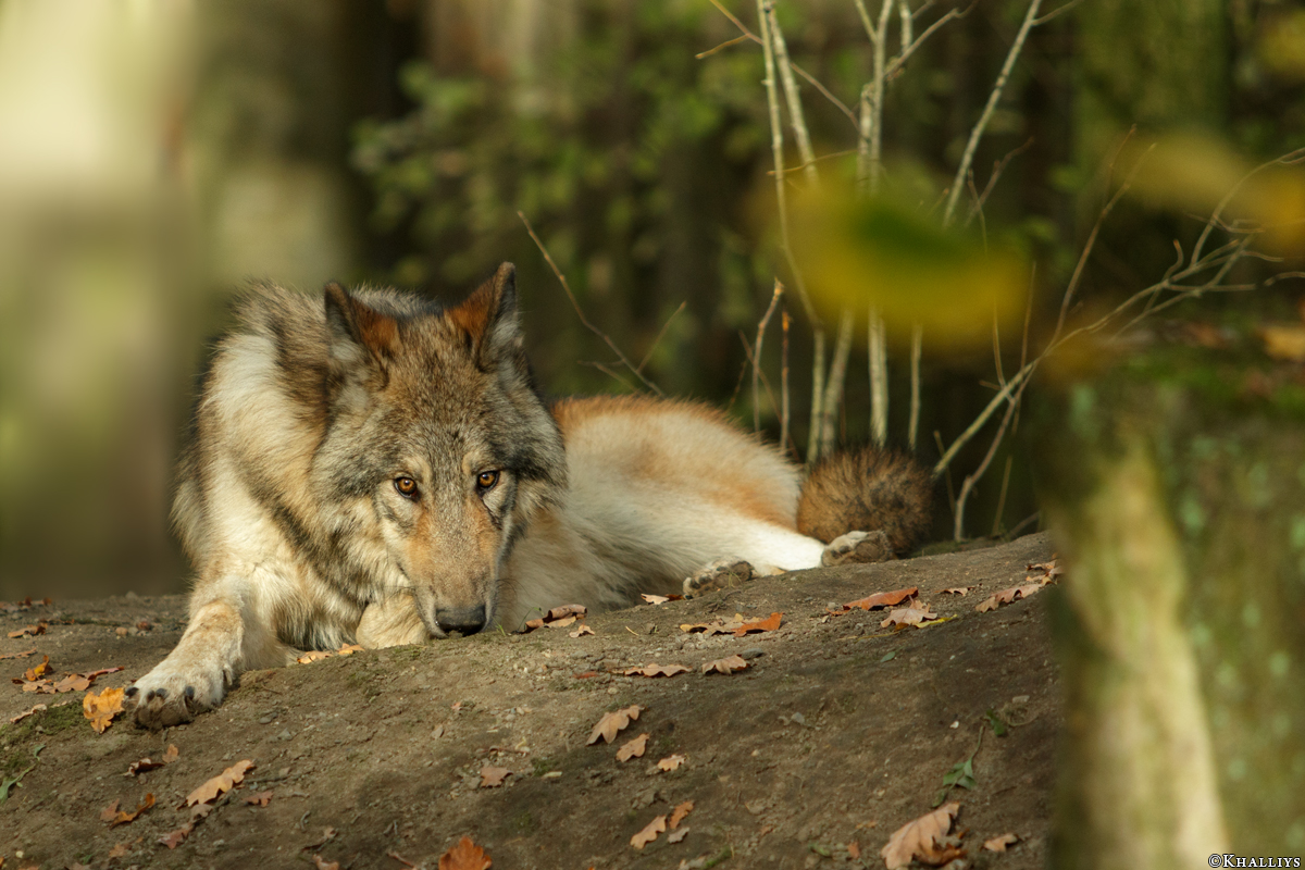 Pup6m15MuensterKati_Boromir-27