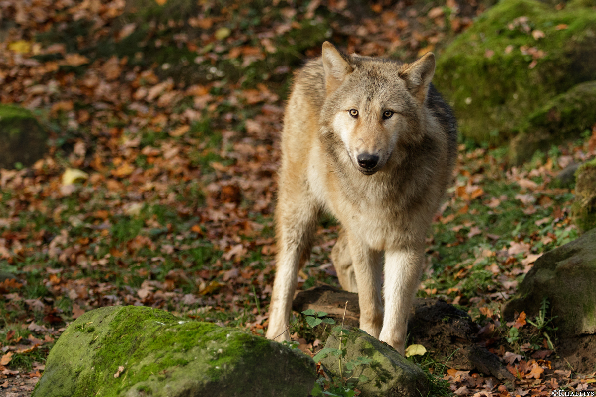 Pup6m15MuensterKati_Gandalf-08