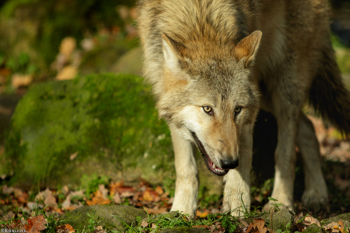 Pup6m15MuensterKati_Gandalf-15