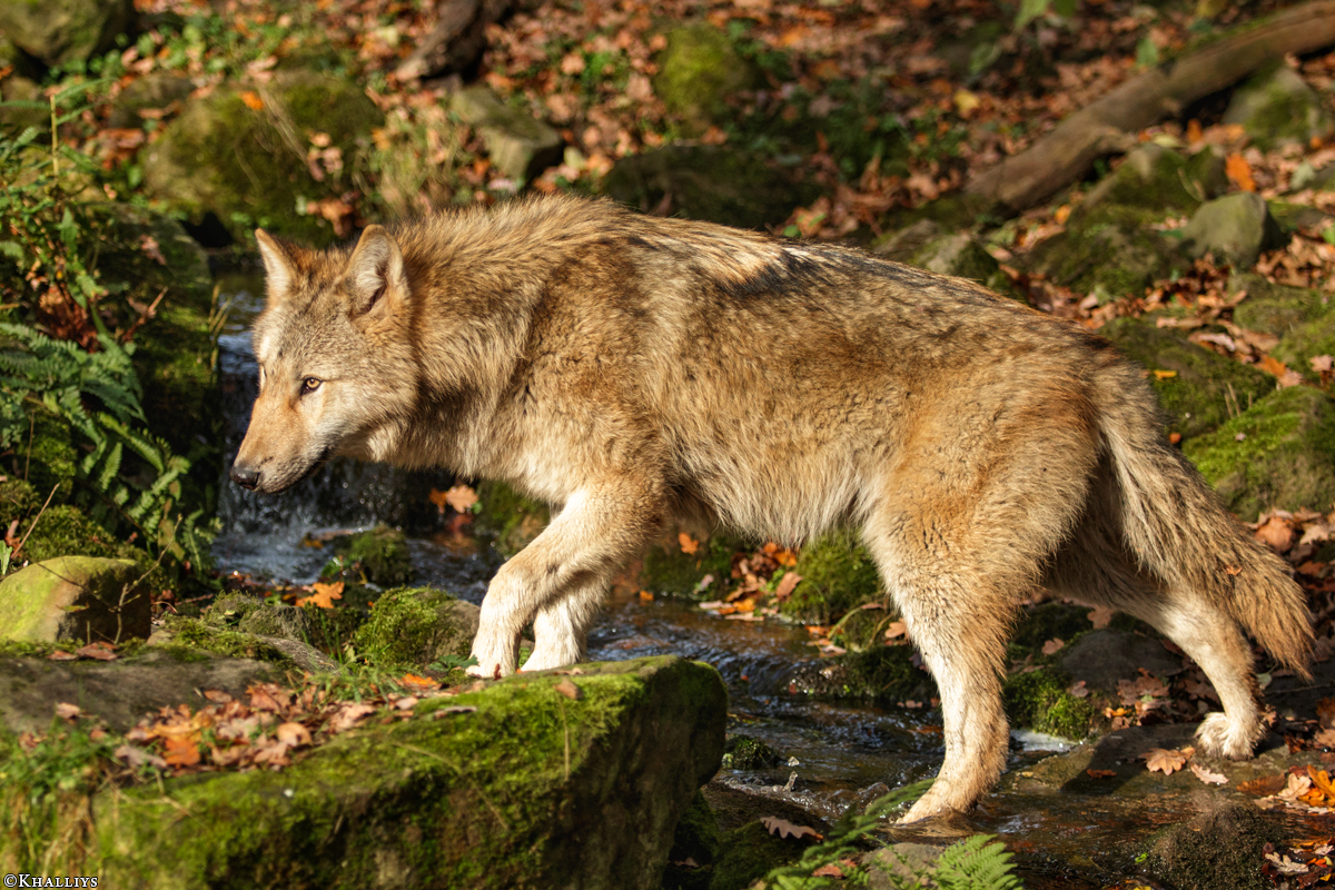 Pup6m15MuensterKati_Gandalf-16