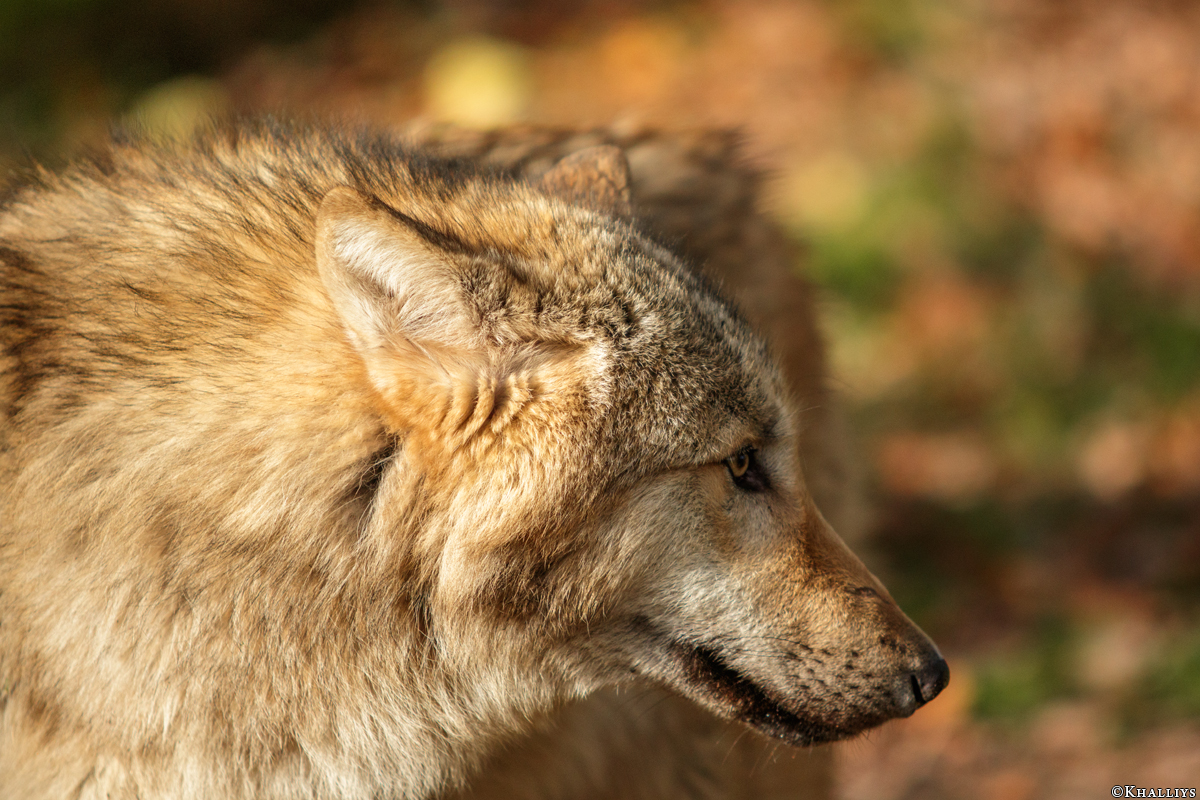Pup6m15MuensterKati_Gandalf-17