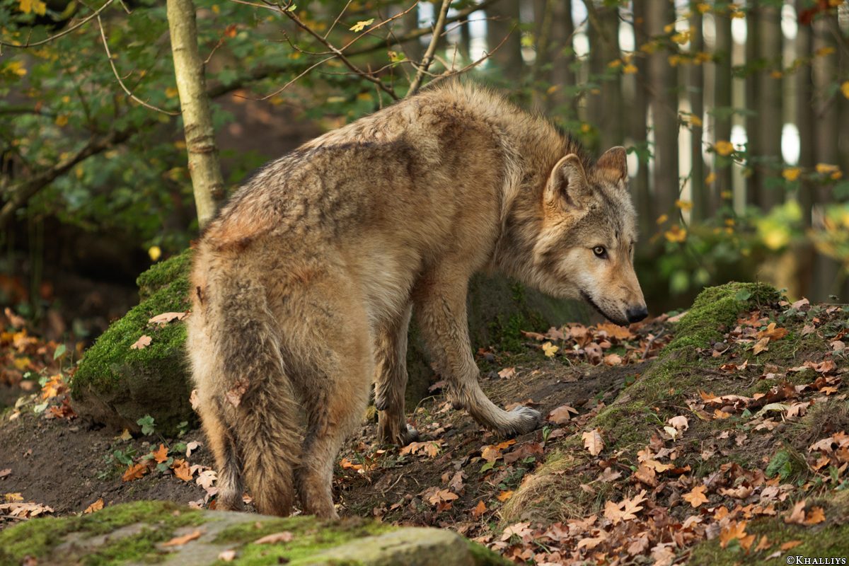 Pup6m15MuensterKati_Gandalf-22